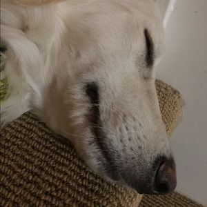 Meet your Posher, Sierra